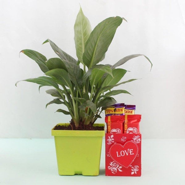 Heartwarming Peace Lily Combo