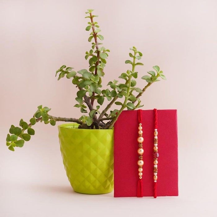 Two Pearl Rakhis With Jade Plant