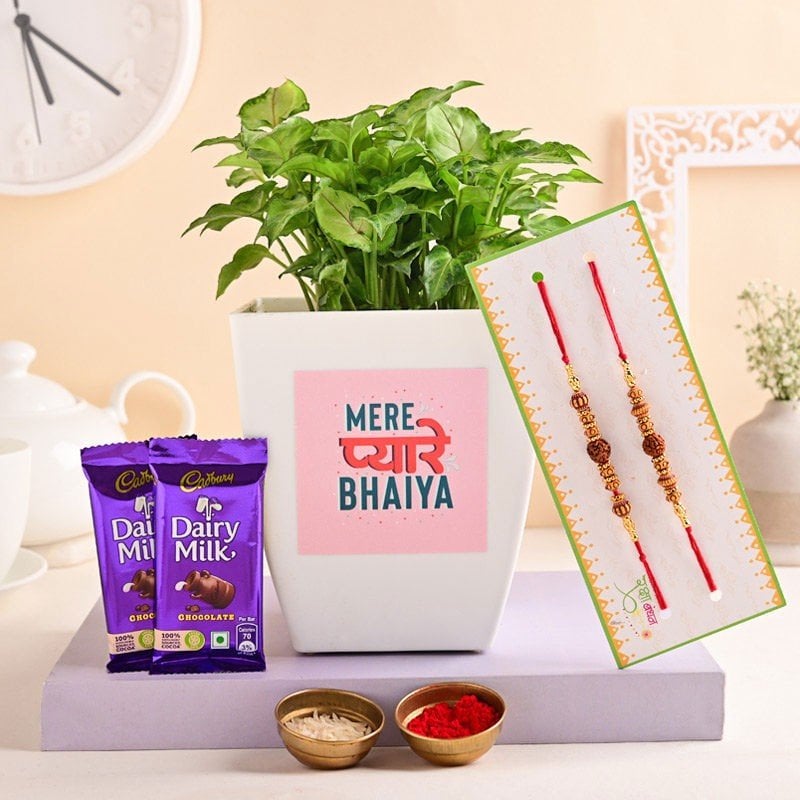 Syngonium With Rudraksha Rakhis N Chocolates