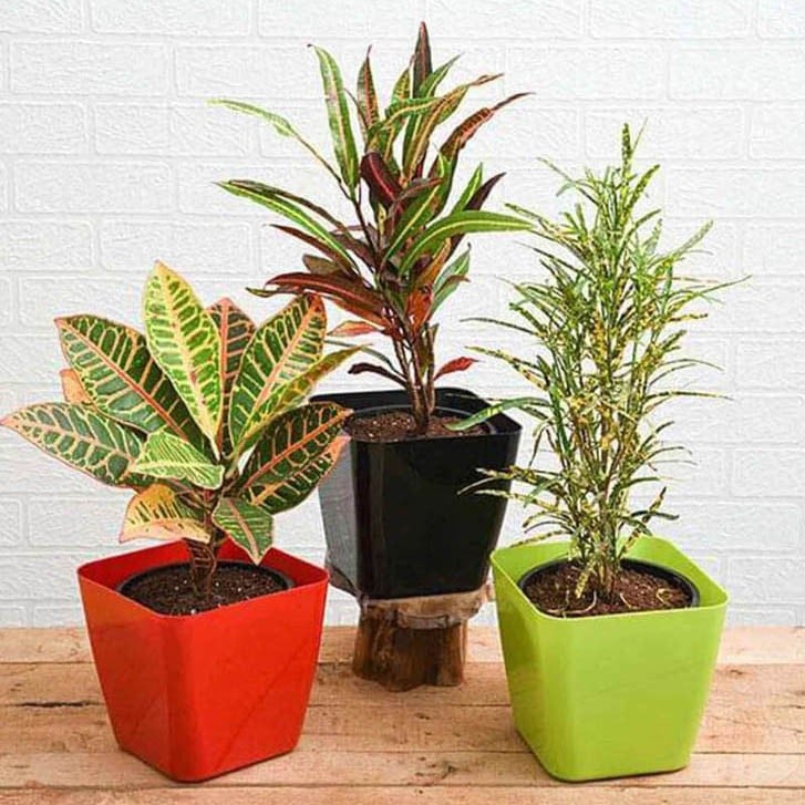 Croton, Captain Kidd , Croton, Petra , Croton, Gold Dust, Thin Leaves Natural Plant