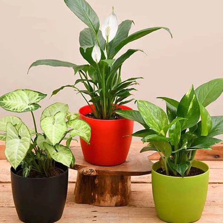Peace Lily, Sygnonium, Money Natural Plant