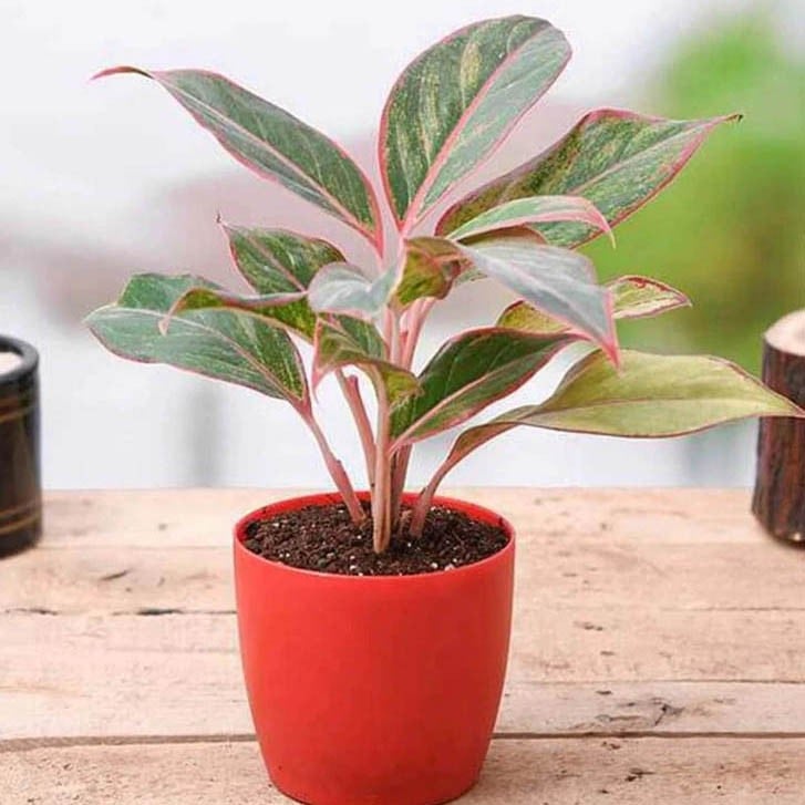 Aglaonema Siam Aurora, Aglaonema Lipstick Natural Plant