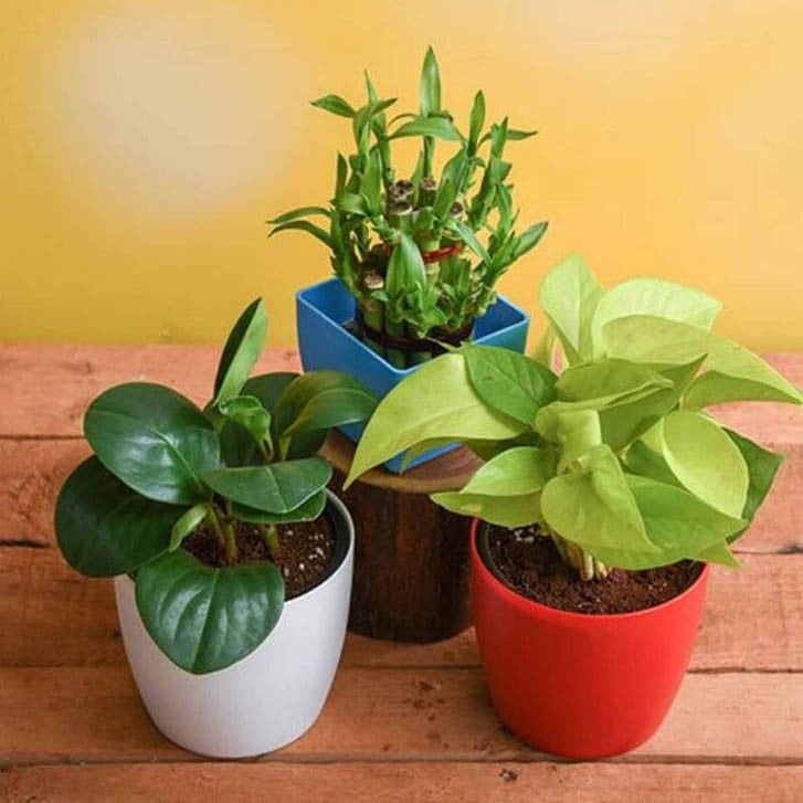 Peperomia, Money , Lucky Bamboo Natural Plant