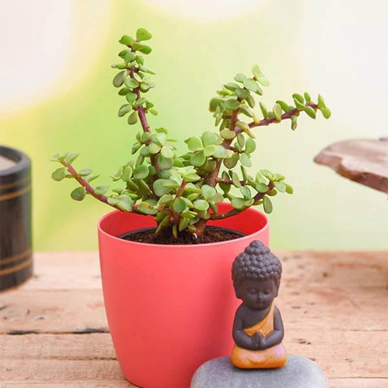 Jade Plant with Praying Buddha to Wish Good Fortune