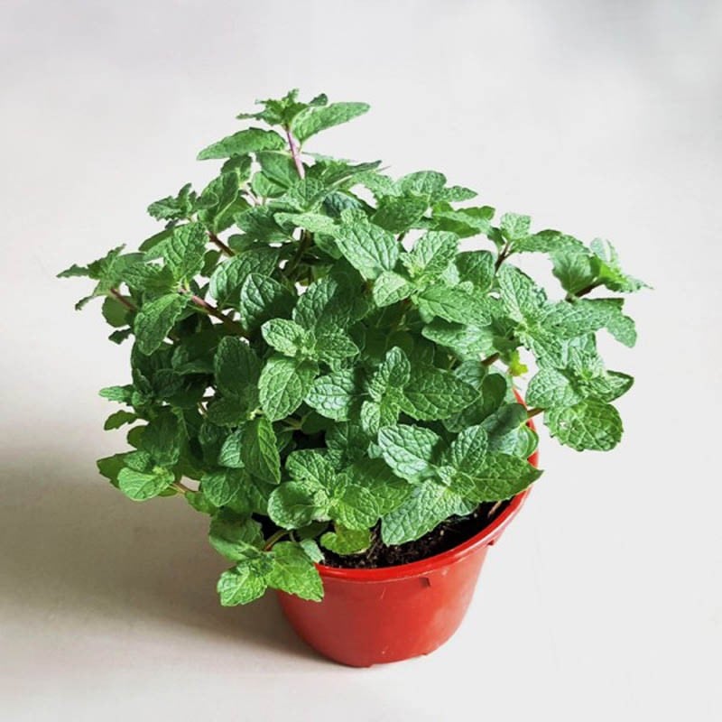 Mint Plant