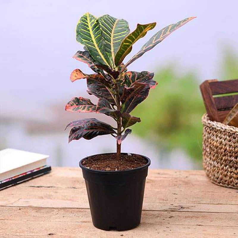 Croton Plant, Codiaeum variegatum (Petra) - Plant