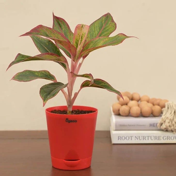 Aglaonema Red Plant