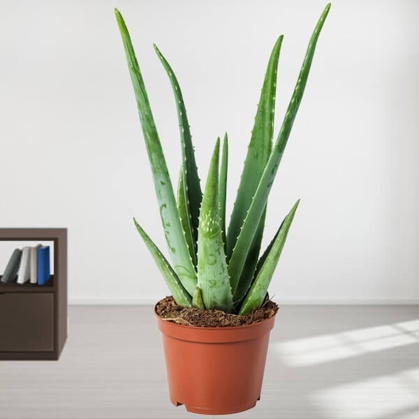 Aloe Vera Potted Plant