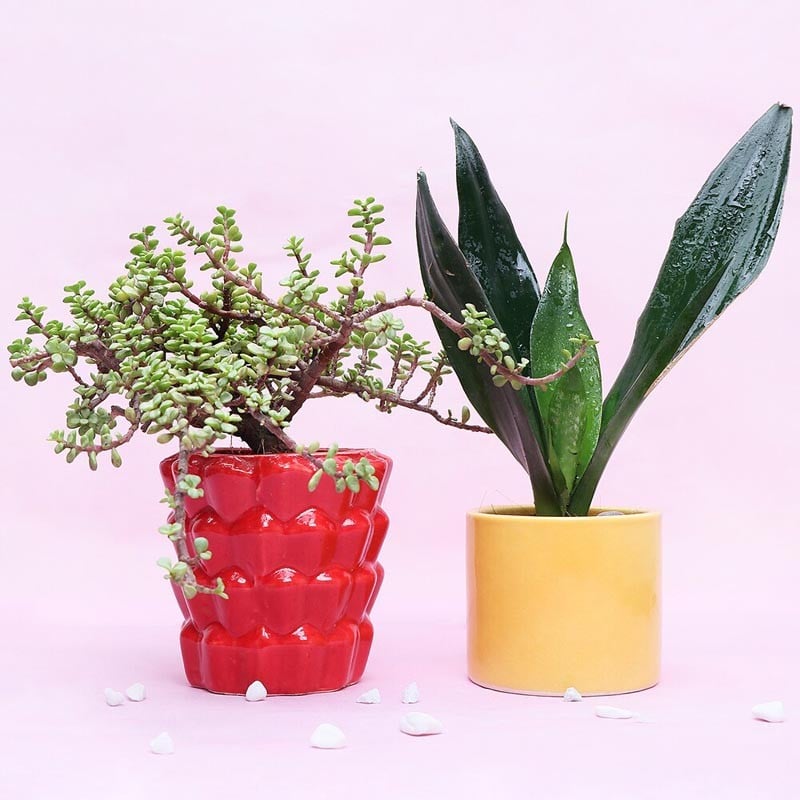 Red & Yellow Potted Plants