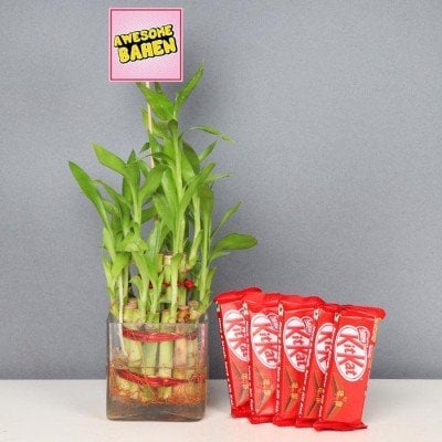 Awesome Behan With 2 Layer Lucky Bamboo Plant With Five Kitkats