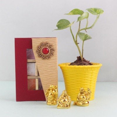  Lucky N Delightful Money Plant Gift Hamper