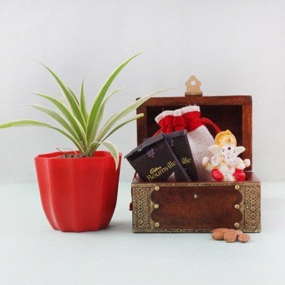 Auspicious Spider Plant Hamper