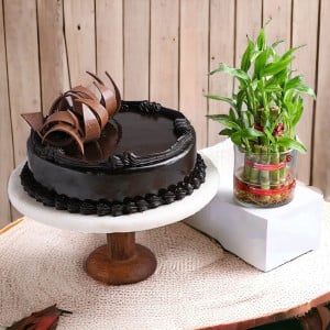 Truffle Cake N Lucky Bamboo