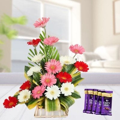 Cadbury with Basket of Mixed Gerberas