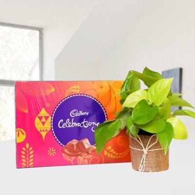 Money Plant with Cadbury Celebration