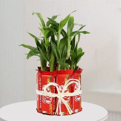 Lucky Bamboo with Kit Kat Chocolates