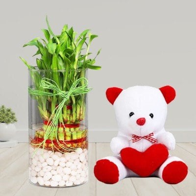 3 Layer Lucky Bamboo Terrarium with Teddy