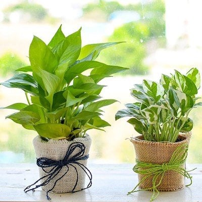 Magnificent Money Plants In Jute Wrap For Happy Moments