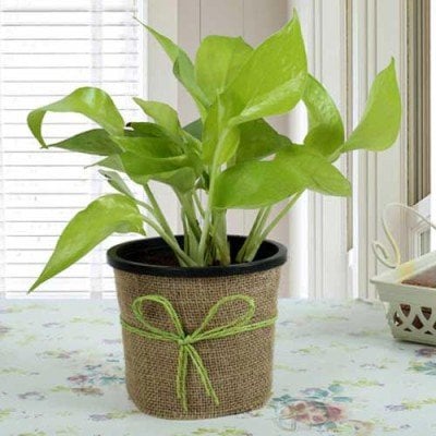 Gift Money Plant for Prosperity