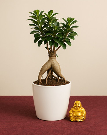 Buy Indoor Plants Online with Same Day Delivery | OyeGifts